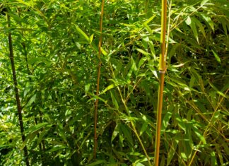 ACES: Take care to prevent an invasive species garden takeover