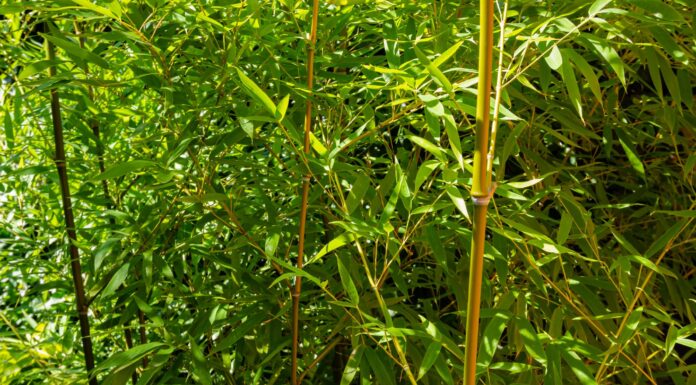 ACES: Take care to prevent an invasive species garden takeover