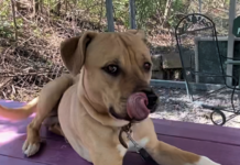 Pet of the week: Make healthy choices with Oats