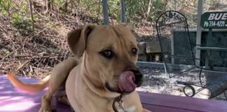 Pet of the week: Make healthy choices with Oats