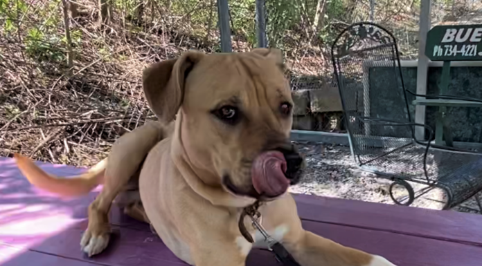 Pet of the week: Make healthy choices with Oats