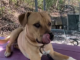 Pet of the week: Make healthy choices with Oats