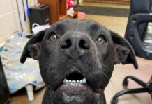 Pet of the Week: Leo seeks a new kingdom