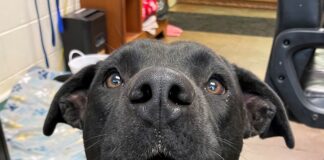 Pet of the Week: Leo seeks a new kingdom