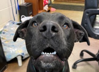 Pet of the Week: Leo seeks a new kingdom