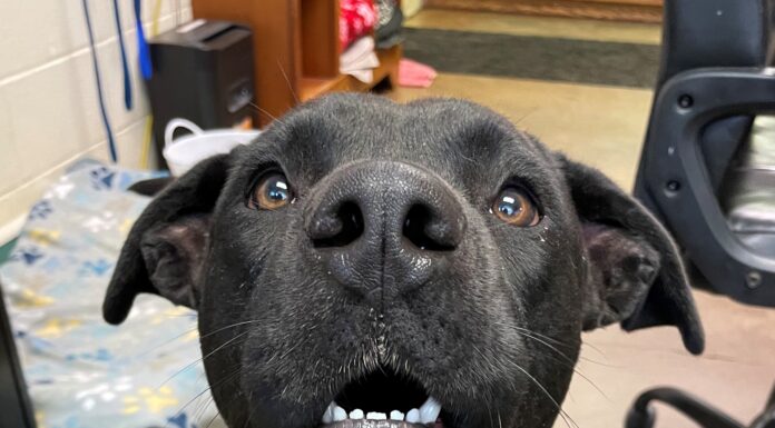 Pet of the Week: Leo seeks a new kingdom