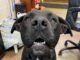 Pet of the Week: Leo seeks a new kingdom