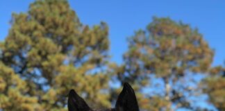 Hats, Horses and Hope: Hope Horses fundraiser May 6