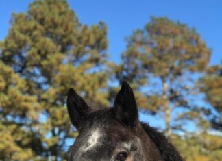 Hats, Horses and Hope: Hope Horses fundraiser May 6