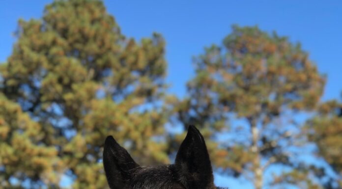 Hats, Horses and Hope: Hope Horses fundraiser May 6