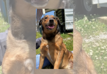 Pet of the Week: My fellow Americans, check out Mr. Kennedy