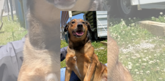 Pet of the Week: My fellow Americans, check out Mr. Kennedy