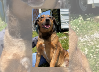 Pet of the Week: My fellow Americans, check out Mr. Kennedy