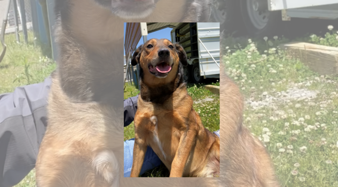 Pet of the Week: My fellow Americans, check out Mr. Kennedy