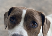 Pet of the week: My Bonnie lies over the sea