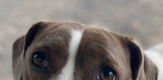 Pet of the week: My Bonnie lies over the sea