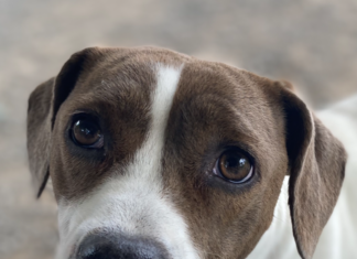 Pet of the week: My Bonnie lies over the sea