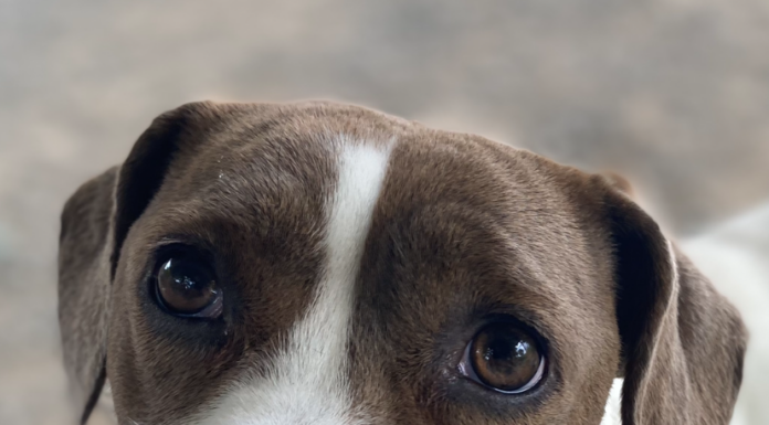 Pet of the week: My Bonnie lies over the sea