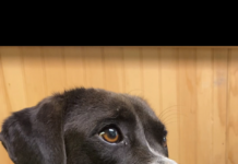 Pet of the week: Livin’ life in peace with Freida