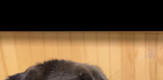 Pet of the week: Livin’ life in peace with Freida