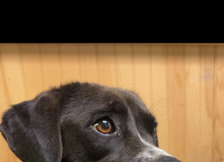 Pet of the week: Livin’ life in peace with Freida