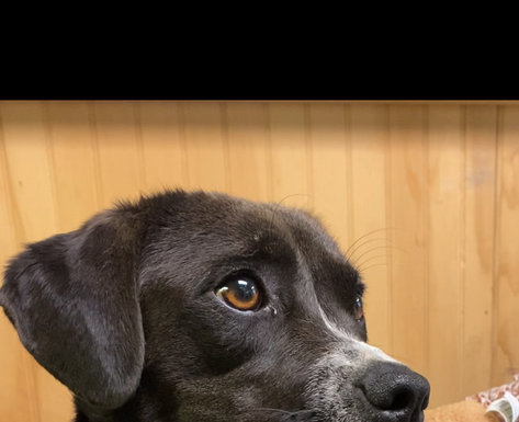 Pet of the week: Livin’ life in peace with Freida