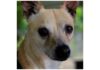 Pet of the Week: Joey
