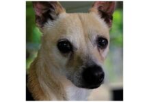 Pet of the Week: Joey