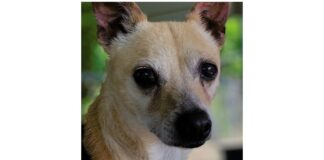 Pet of the Week: Joey