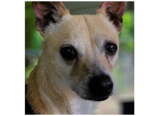 Pet of the Week: Joey