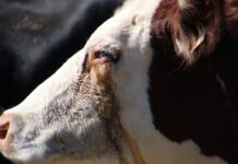 ACES: Pinkeye in cattle: Combating an expanded list of viruses and bacteria