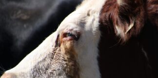 ACES: Pinkeye in cattle: Combating an expanded list of viruses and bacteria