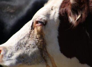 ACES: Pinkeye in cattle: Combating an expanded list of viruses and bacteria
