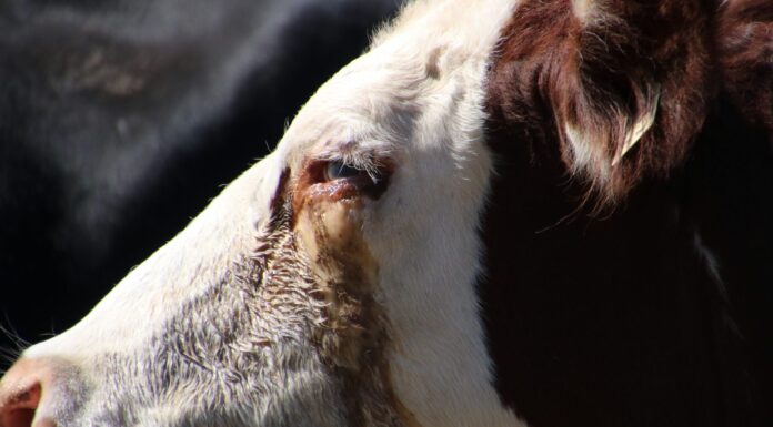 ACES: Pinkeye in cattle: Combating an expanded list of viruses and bacteria