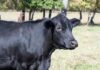 ACES: Controlling horn flies in cattle: Is garlic’s pungent power the answer?