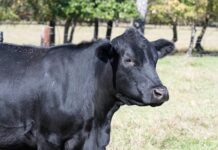 ACES: Controlling horn flies in cattle: Is garlic’s pungent power the answer?