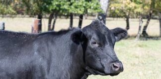 ACES: Controlling horn flies in cattle: Is garlic’s pungent power the answer?