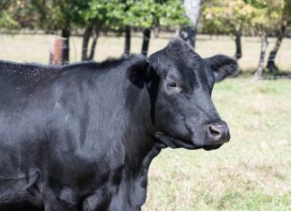 ACES: Controlling horn flies in cattle: Is garlic’s pungent power the answer?