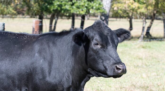 ACES: Controlling horn flies in cattle: Is garlic’s pungent power the answer?