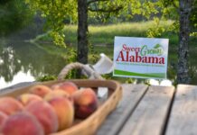 Alabama Extension celebrating Sweet Grown Alabama Day today
