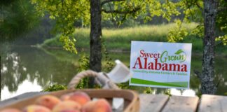 Alabama Extension celebrating Sweet Grown Alabama Day today