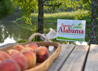 Alabama Extension celebrating Sweet Grown Alabama Day today