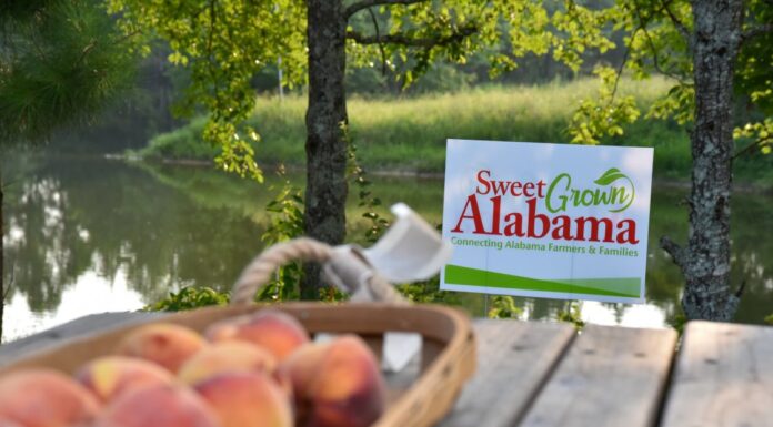 Alabama Extension celebrating Sweet Grown Alabama Day today