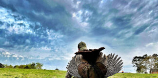 Turkey harvest up; debate continues on population