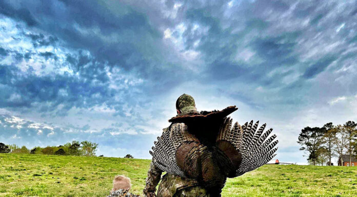 Turkey harvest up; debate continues on population