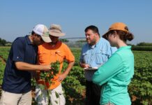 ACES: Plant bugs dominate cotton fields; weather forces management tweaks