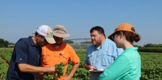 ACES: Plant bugs dominate cotton fields; weather forces management tweaks