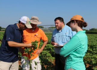 ACES: Plant bugs dominate cotton fields; weather forces management tweaks