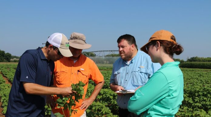 ACES: Plant bugs dominate cotton fields; weather forces management tweaks