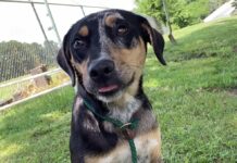 Pet of the week: Diamond is a girl’s best friend